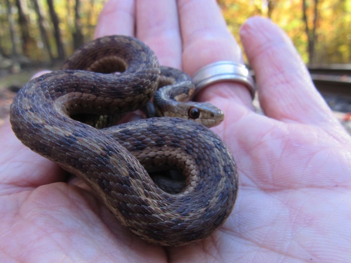 Eastern Garter Snake